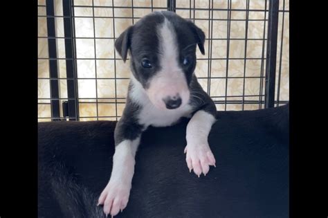 igb greyhound for sale|RIGHT .